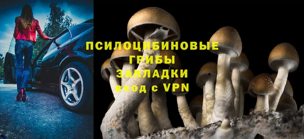 прущие грибы Бородино